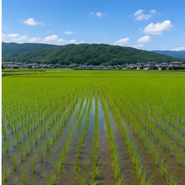 田畑周辺の草刈り