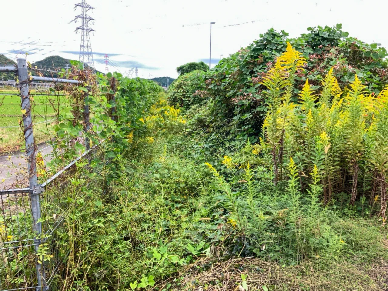 作業前写真